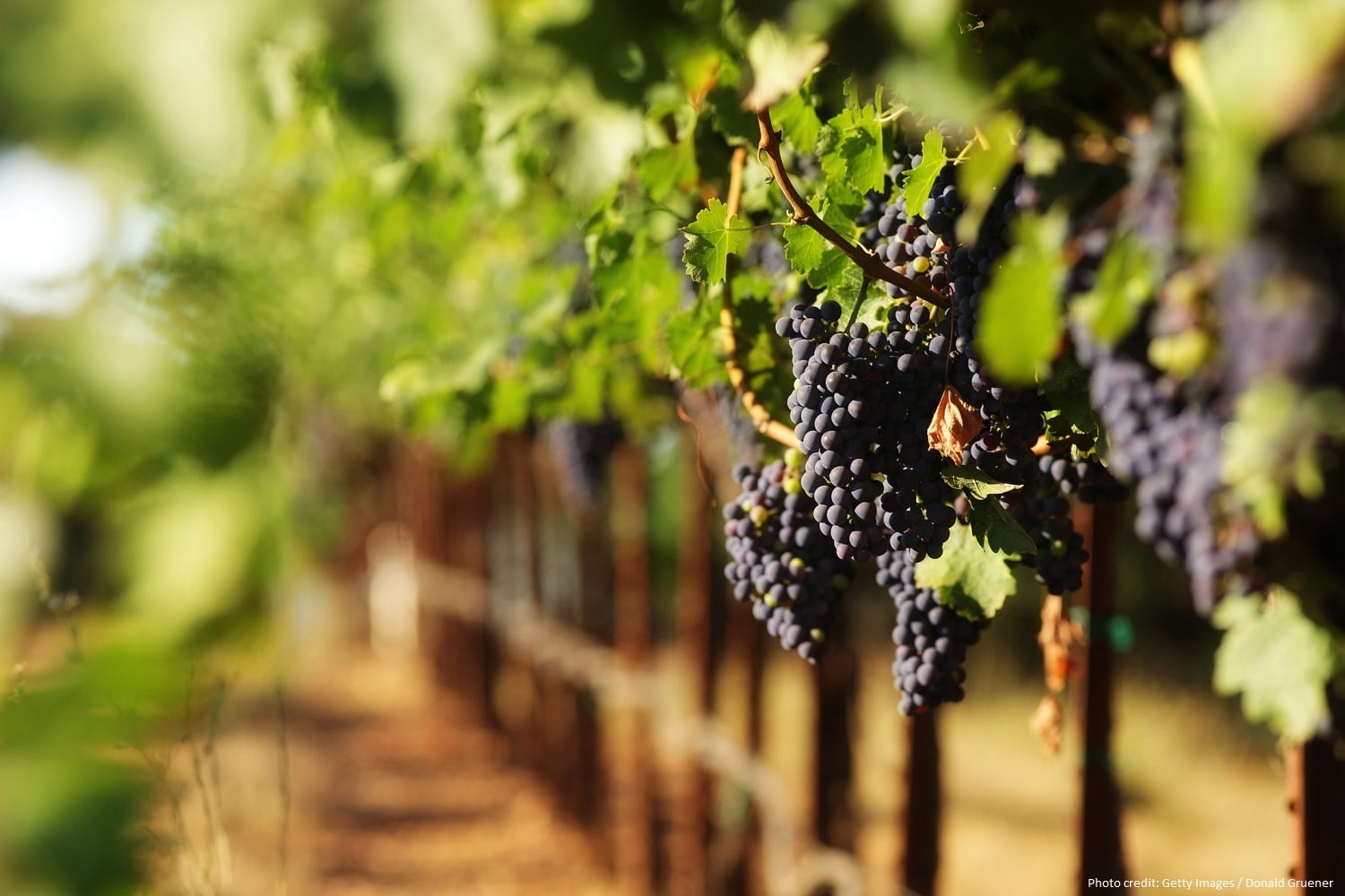 Lehigh valley wineries