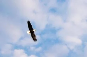bald eagle in sky